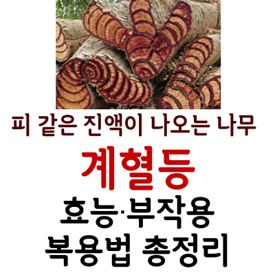 계혈등 피 나오는 나무 효능 약재 부작용 복용법 국내